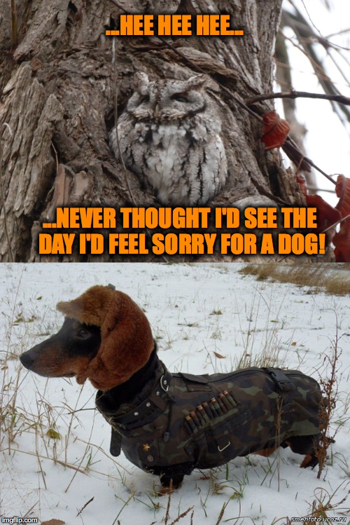 Owl Gets A Morning Chuckle | ...HEE HEE HEE... ...NEVER THOUGHT I'D SEE THE DAY I'D FEEL SORRY FOR A DOG! | image tagged in hunting doggo in full gear | made w/ Imgflip meme maker