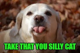 TAKE THAT YOU SILLY CAT | made w/ Imgflip meme maker