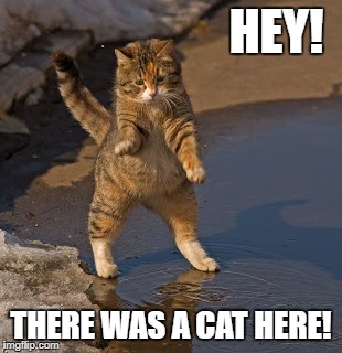 HEY! THERE WAS A CAT HERE! | image tagged in invisikitty | made w/ Imgflip meme maker