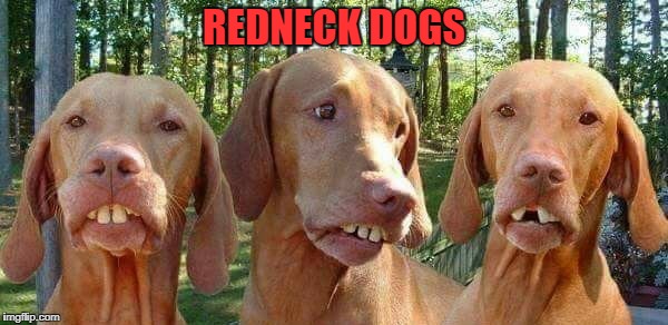 redneck dogs | REDNECK DOGS | image tagged in redneck | made w/ Imgflip meme maker