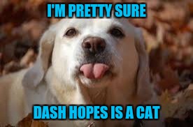 I'M PRETTY SURE DASH HOPES IS A CAT | made w/ Imgflip meme maker