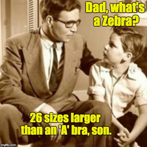 Father and Son | Dad, what's a Zebra? 26 sizes larger than an 'A' bra, son. | image tagged in father and son | made w/ Imgflip meme maker