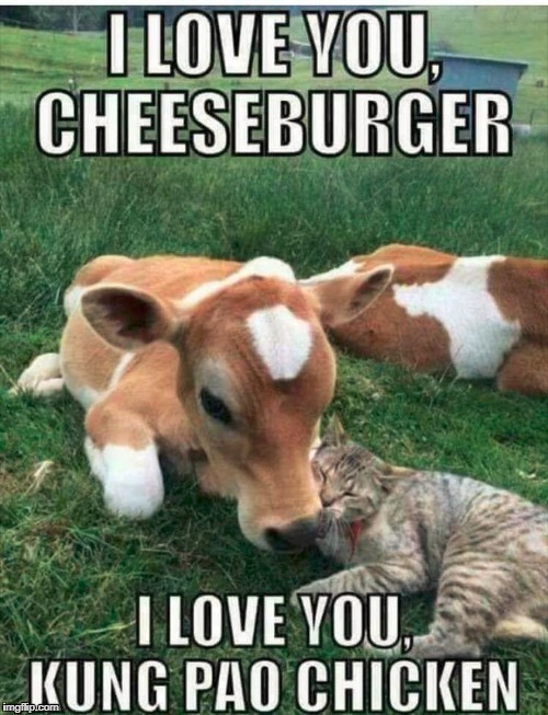 I totally stole this. Couldn't help it. Please don't up-vote. | image tagged in cow,cats | made w/ Imgflip meme maker