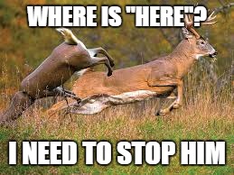 Bring it on! | WHERE IS "HERE"? I NEED TO STOP HIM | image tagged in wildlife,sayings | made w/ Imgflip meme maker