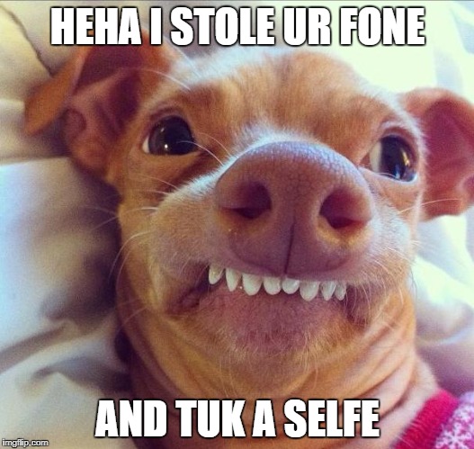 tuna dog | HEHA I STOLE UR FONE; AND TUK A SELFE | image tagged in tuna dog | made w/ Imgflip meme maker