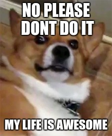 NO PLEASE DONT DO IT; MY LIFE IS AWESOME | image tagged in dramatic dog | made w/ Imgflip meme maker