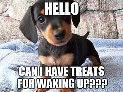 mini dachshund | HELLO; CAN I HAVE TREATS FOR WAKING UP??? | image tagged in mini dachshund | made w/ Imgflip meme maker