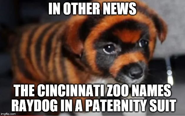 Don't worry buddy, I've already opened a GoFundMe legal aid account for you.  | IN OTHER NEWS; THE CINCINNATI ZOO NAMES RAYDOG IN A PATERNITY SUIT | image tagged in memes,dog,raydog,puppy | made w/ Imgflip meme maker