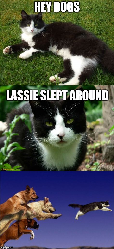 Hey Dogs | HEY DOGS; LASSIE SLEPT AROUND | image tagged in memes,dog,cat,lassie | made w/ Imgflip meme maker