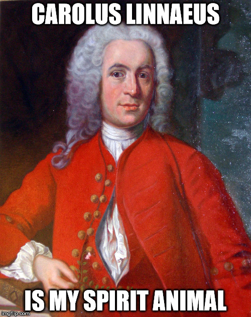 Carolus Linnaeus is my spirit animal | CAROLUS LINNAEUS; IS MY SPIRIT ANIMAL | image tagged in carolus linnaeus,scientist,spirit animal,biology | made w/ Imgflip meme maker