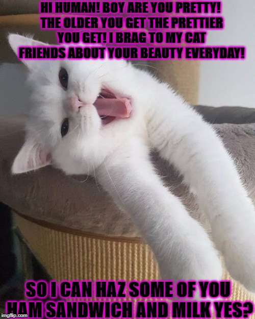 HI HUMAN! BOY ARE YOU PRETTY! THE OLDER YOU GET THE PRETTIER YOU GET! I BRAG TO MY CAT FRIENDS ABOUT YOUR BEAUTY EVERYDAY! SO I CAN HAZ SOME OF YOU HAM SANDWICH AND MILK YES? | image tagged in fake little turd | made w/ Imgflip meme maker
