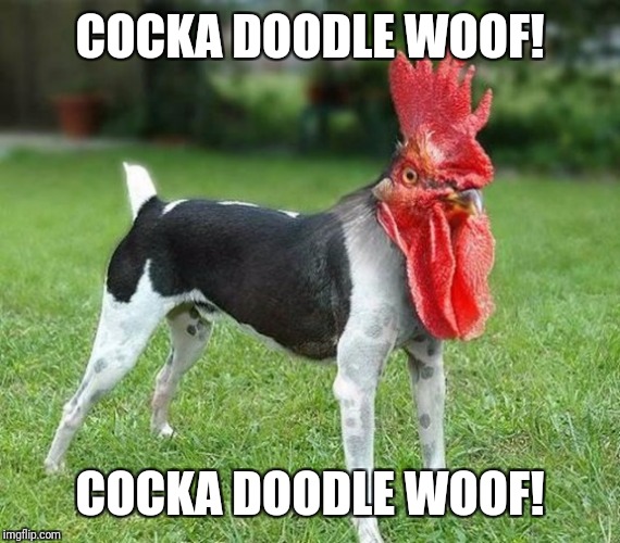 COCKA DOODLE WOOF! COCKA DOODLE WOOF! | made w/ Imgflip meme maker