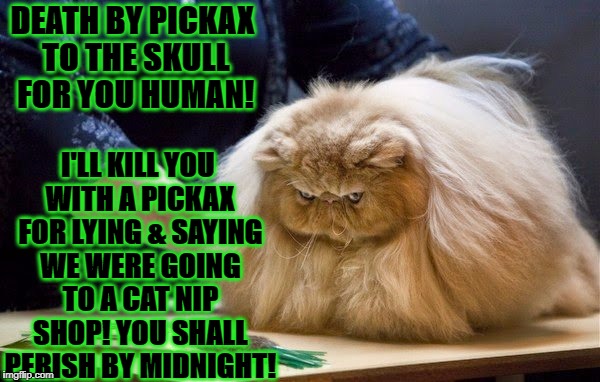 DEATH BY PICKAX TO THE SKULL FOR YOU HUMAN! I'LL KILL YOU WITH A PICKAX FOR LYING & SAYING WE WERE GOING TO A CAT NIP SHOP! YOU SHALL PERISH BY MIDNIGHT! | image tagged in enraged persian | made w/ Imgflip meme maker