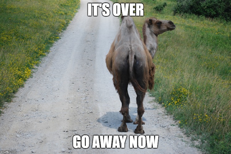 Wednesday is over | IT'S OVER; GO AWAY NOW | image tagged in camel,go away | made w/ Imgflip meme maker