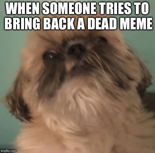 The cringe is real! | WHEN SOMEONE TRIES TO BRING BACK A DEAD MEME | image tagged in cringed dog,funny memes,memes,imgflip,dogs | made w/ Imgflip meme maker