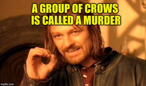 One Does Not Simply Meme | A GROUP OF CROWS IS CALLED A MURDER | image tagged in memes,one does not simply | made w/ Imgflip meme maker