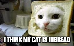I THINK MY CAT IS INBREAD | image tagged in memes | made w/ Imgflip meme maker