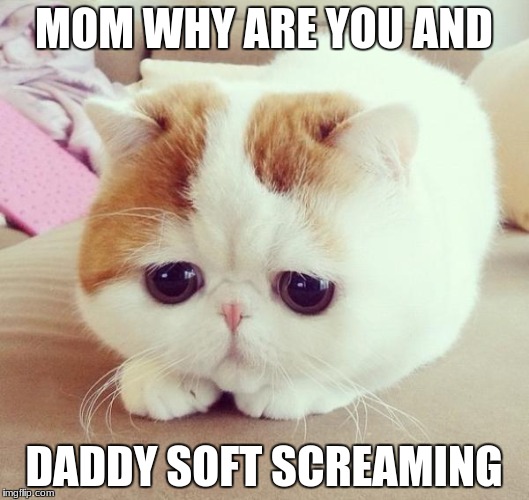 Sad Cat | MOM WHY ARE YOU AND; DADDY SOFT SCREAMING | image tagged in sad cat | made w/ Imgflip meme maker