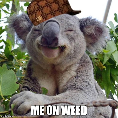 Smug koala | ME ON WEED | image tagged in smug koala,scumbag | made w/ Imgflip meme maker