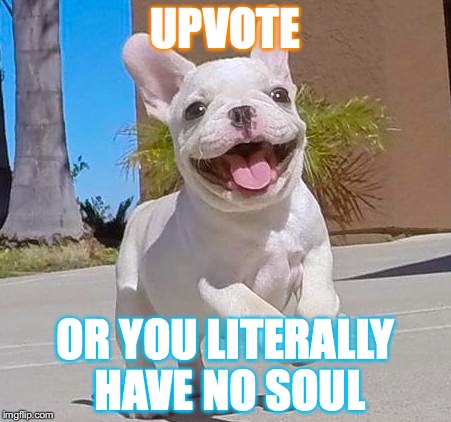 French Bulldog Puppy | UPVOTE; OR YOU LITERALLY HAVE NO SOUL | image tagged in memes,funny,dogs,french bulldog,cute | made w/ Imgflip meme maker