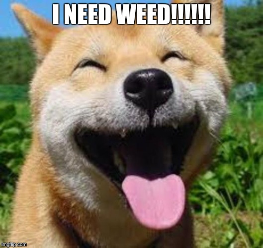 Happy Doge | I NEED WEED!!!!!! | image tagged in happy doge | made w/ Imgflip meme maker