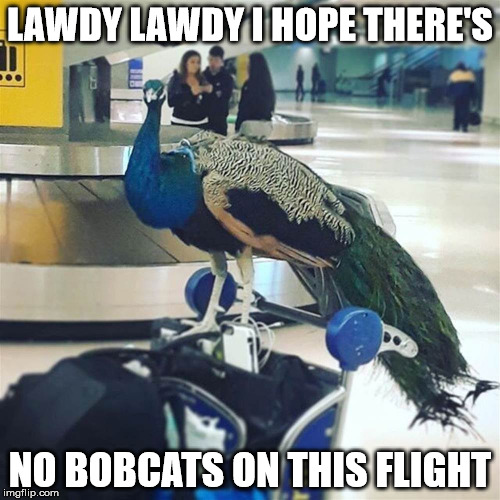 Emotional Support Peacock | LAWDY LAWDY I HOPE THERE'S; NO BOBCATS ON THIS FLIGHT | image tagged in emotional support peacock | made w/ Imgflip meme maker