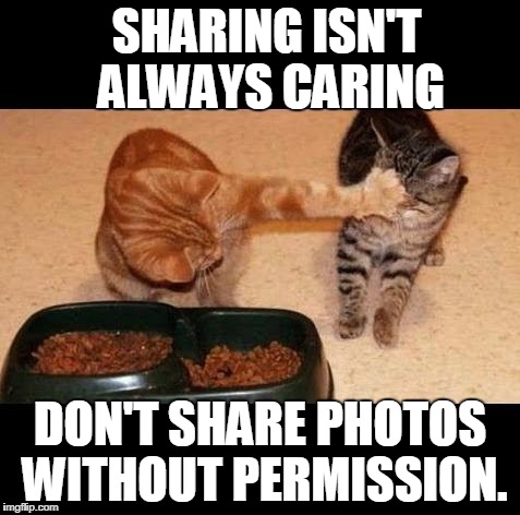 cats share food | SHARING ISN'T ALWAYS CARING; DON'T SHARE PHOTOS WITHOUT PERMISSION. | image tagged in cats share food | made w/ Imgflip meme maker
