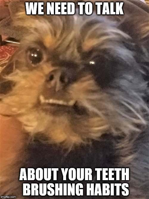 Hi I'm Dave | WE NEED TO TALK; ABOUT YOUR TEETH BRUSHING HABITS | image tagged in dogs,angry dogs | made w/ Imgflip meme maker