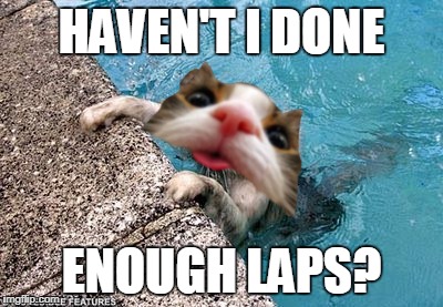 Fluffy in Pyeongchang | HAVEN'T I DONE; ENOUGH LAPS? | image tagged in memes,pyeongchang,fluffy,swimming | made w/ Imgflip meme maker