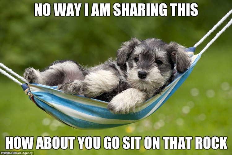 Spoiled dog | NO WAY I AM SHARING THIS; HOW ABOUT YOU GO SIT ON THAT ROCK | image tagged in dog memes,funny dog memes,funny puppy memes,funny dogs,funny animals | made w/ Imgflip meme maker