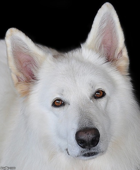 perro blanco | image tagged in animales,hermosura | made w/ Imgflip meme maker