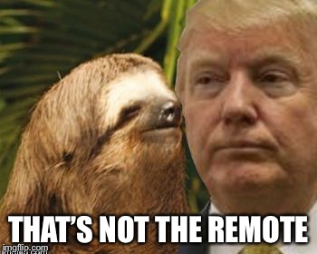 Political advice sloth | THAT’S NOT THE REMOTE | image tagged in political advice sloth | made w/ Imgflip meme maker