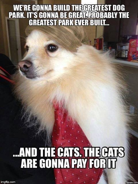 A | image tagged in dogs,cats,donald trump | made w/ Imgflip meme maker