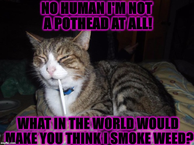 TOO STONED CAT | NO HUMAN I'M NOT A POTHEAD AT ALL! WHAT IN THE WORLD WOULD MAKE YOU THINK I SMOKE WEED? | image tagged in too stoned cat | made w/ Imgflip meme maker