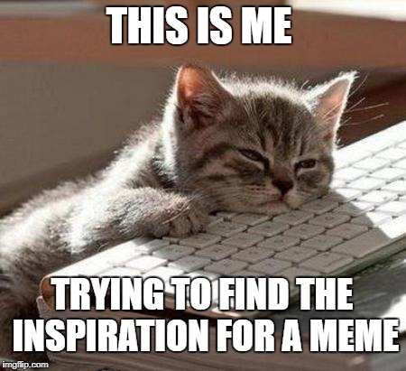 tired cat | THIS IS ME; TRYING TO FIND THE INSPIRATION FOR A MEME | image tagged in tired cat | made w/ Imgflip meme maker
