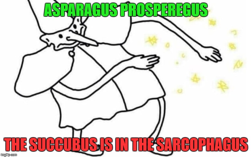 I got some rrrrrrrrrrrrrrrrythm! |  ASPARAGUS PROSPEREGUS; THE SUCCUBUS IS IN THE SARCOPHAGUS | image tagged in skidaddle skidoodle,rythm,asparagus | made w/ Imgflip meme maker