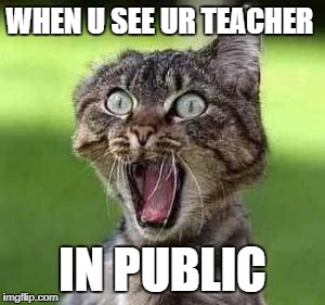 scared cat | WHEN U SEE UR TEACHER; IN PUBLIC | image tagged in scared cat | made w/ Imgflip meme maker