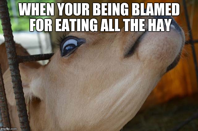 derp face | WHEN YOUR BEING BLAMED FOR EATING ALL THE HAY | image tagged in derp face | made w/ Imgflip meme maker