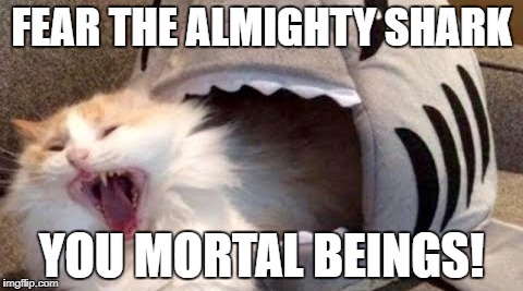 Shark Attack | FEAR THE ALMIGHTY SHARK; YOU MORTAL BEINGS! | image tagged in shark,cats,funny | made w/ Imgflip meme maker