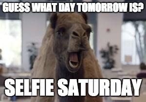 Hump Day Camel | GUESS WHAT DAY TOMORROW IS? SELFIE SATURDAY | image tagged in hump day camel | made w/ Imgflip meme maker