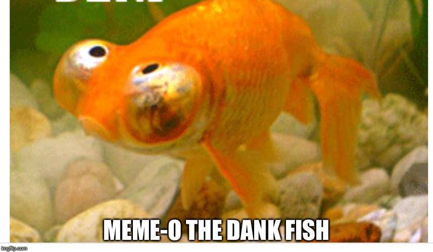 Meme-o thedank fish | MEME-O THE DANK FISH | image tagged in meme | made w/ Imgflip meme maker