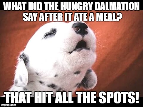 Dalmation Puppy | WHAT DID THE HUNGRY DALMATION SAY AFTER IT ATE A MEAL? THAT HIT ALL THE SPOTS! | image tagged in dalmation puppy | made w/ Imgflip meme maker