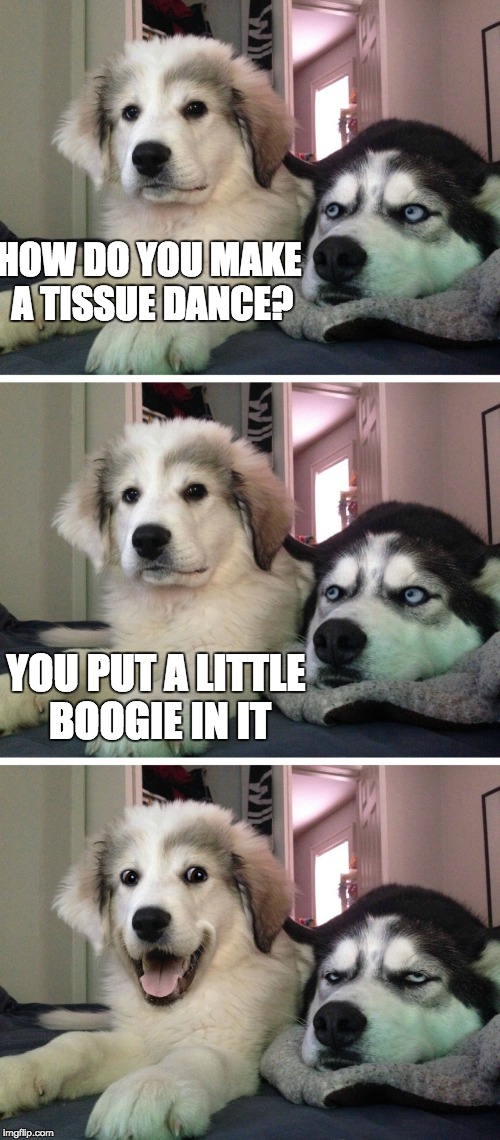 Bad pun dogs | HOW DO YOU MAKE A TISSUE DANCE? YOU PUT A LITTLE BOOGIE IN IT | image tagged in bad pun dogs | made w/ Imgflip meme maker