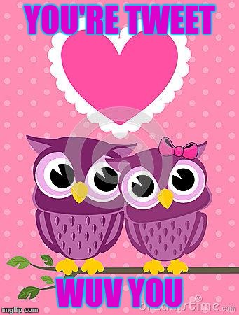 cute owl lovers | YOU'RE TWEET; WUV YOU | image tagged in cute owl lovers | made w/ Imgflip meme maker