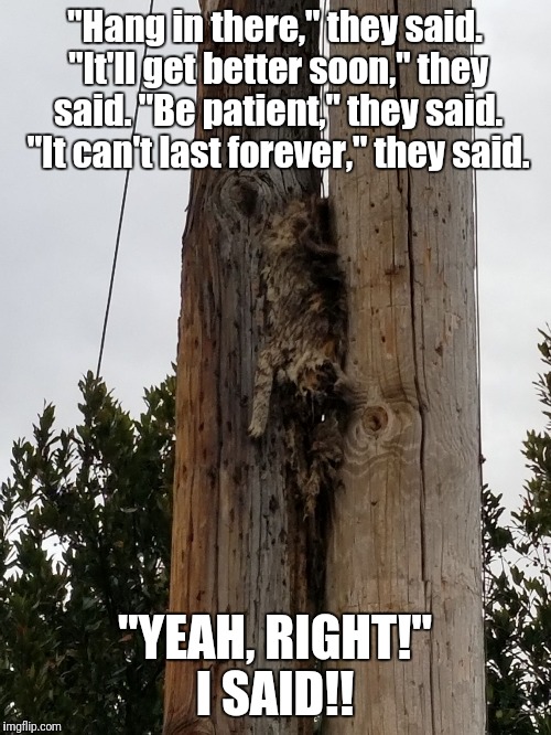 "Hang in there," they said. "It'll get better soon," they said. "Be patient," they said. "It can't last forever," they said. "YEAH, RIGHT!" I SAID!! | image tagged in hang in there | made w/ Imgflip meme maker