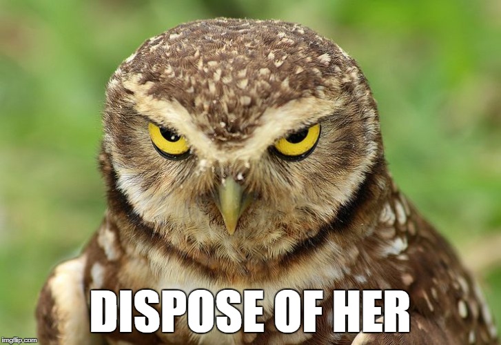 DISPOSE OF HER | image tagged in owl | made w/ Imgflip meme maker