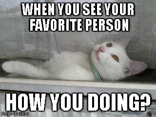 How you doin? | WHEN YOU SEE YOUR FAVORITE PERSON; HOW YOU DOING? | image tagged in cats,funny | made w/ Imgflip meme maker