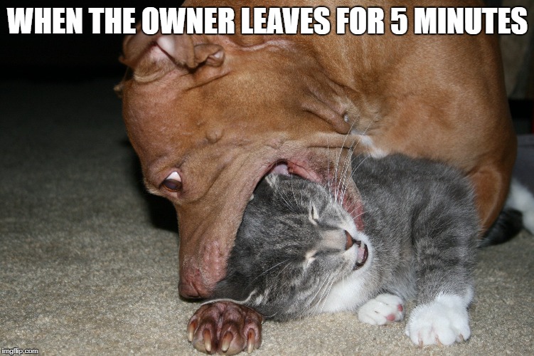 WHEN THE OWNER LEAVES FOR 5 MINUTES | made w/ Imgflip meme maker