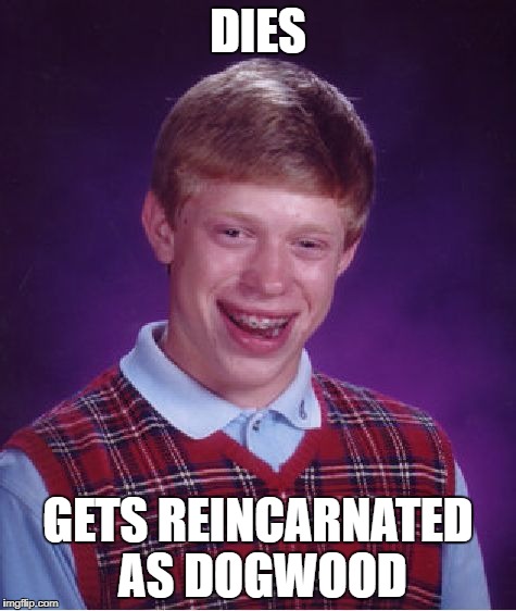Bad Luck Brian Meme | DIES GETS REINCARNATED AS DOGWOOD | image tagged in memes,bad luck brian | made w/ Imgflip meme maker