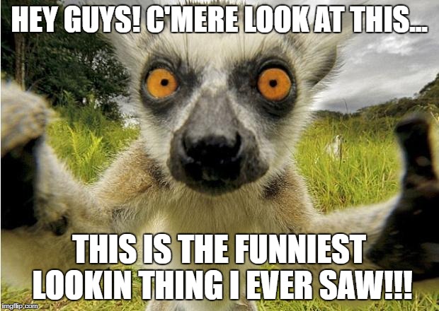 selfi animal | HEY GUYS! C'MERE LOOK AT THIS... THIS IS THE FUNNIEST LOOKIN THING I EVER SAW!!! | image tagged in selfi animal | made w/ Imgflip meme maker